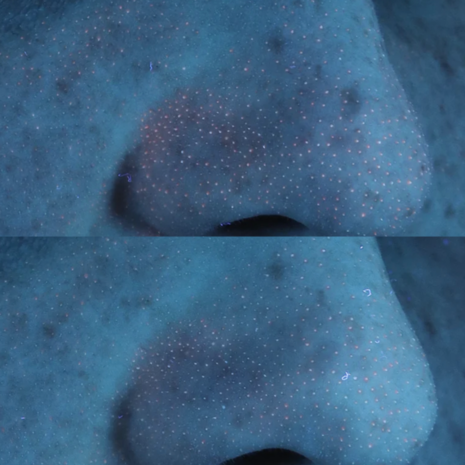 Before and after use of Hydrinity Prelude Facial Cleanser
